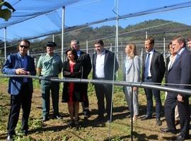 La Rodríga, en Cornellana, amplía el territorio kiwi en Asturias