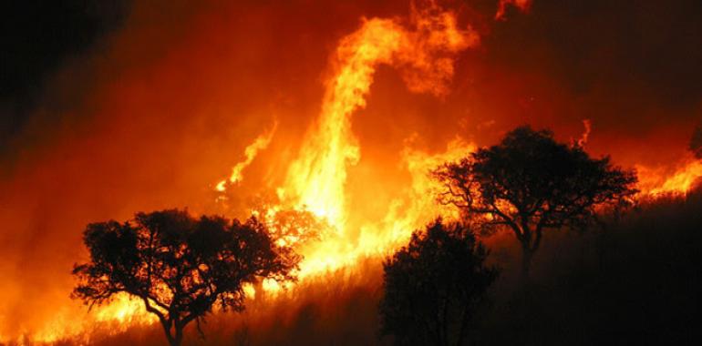 Después de los incendios: medidas urgentes para evitar la contaminación del agua 