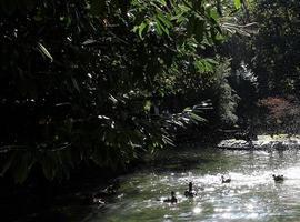 28 patos más para el Campo San Francisco de Oviedo