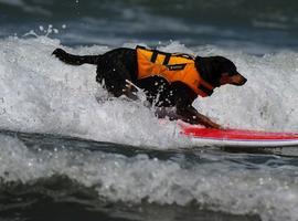 Surfistas de pelo en pecho