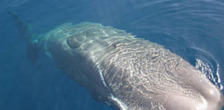 WWF pone en marcha un programa escolar online sobre la conservación del cachalote en Canarias