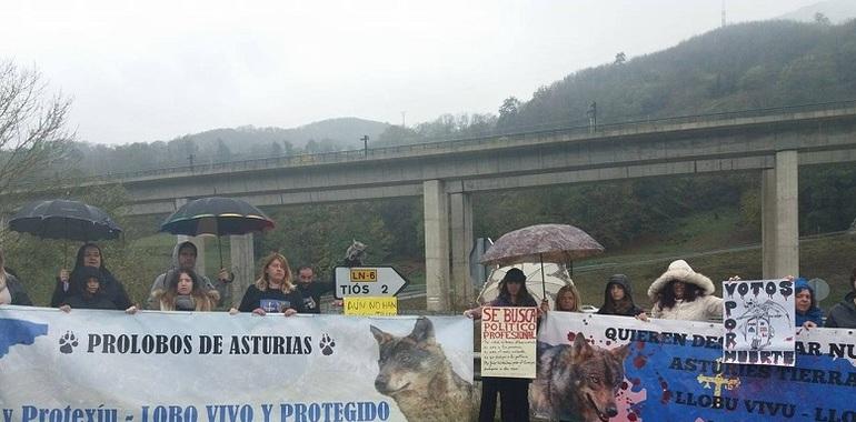 Protesta en Lena contra el actual pan de gestión del lobo
