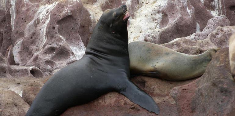 México, pionero en la conservación de mamíferos marinos 