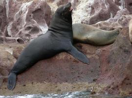 México, pionero en la conservación de mamíferos marinos 