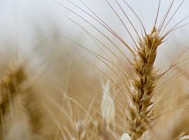 Nuevo trigo sin gluten ni efectos adversos a la salud