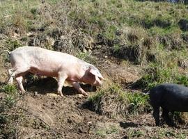 La supervivencia del Gochu Asturcelta se defiende en la Universidad