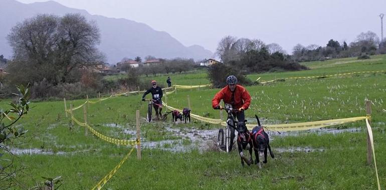 Ana no pudo con el Asturias de Mushing en Garaña de Pría