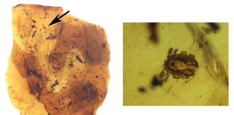 El yacimiento de ámbar de El Soplao aporta la garrapata más antigua del mundo