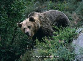 Un proyecto piloto para el desarrollo económico de las zonas relacionadas con el oso pardo