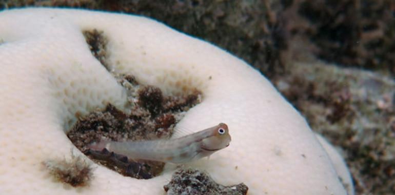 El calentamiento global mata aceleradamente los corales del mundo