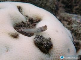 El calentamiento global mata aceleradamente los corales del mundo
