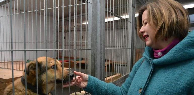 215 perros y 30 gatos esperan familia en el Albergue Municipal de Animales de Oviedo