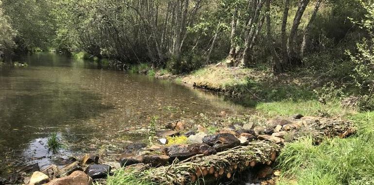 Life Desmania: cinco años promoviendo la conservación del desmán ibérico 