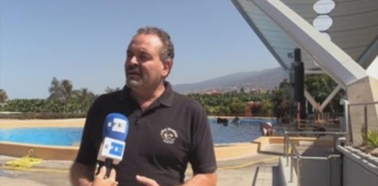 El cóctel de tóxicos en el mar extermina las orcas