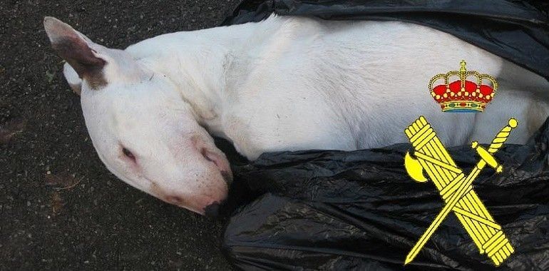 La Guardia Civil imputa a un ovetense por maltrato y robo de perros