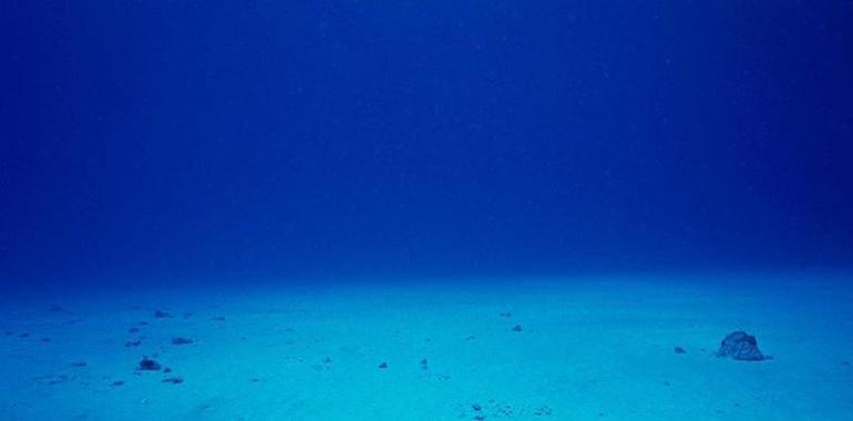 El calentamiento marino en 2017 amenaza gavemente los ecosistemas 