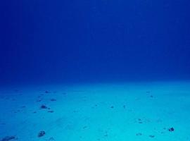 El calentamiento marino en 2017 amenaza gavemente los ecosistemas 