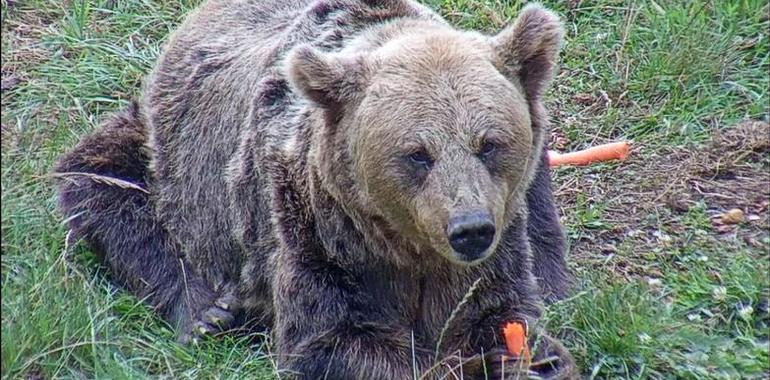 Muere la osa “Tola” a la avanzada edad de 29 años