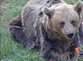 Muere la osa “Tola” a la avanzada edad de 29 años