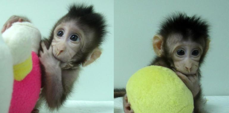 China logra los primeros clones de mono con el método Dolly