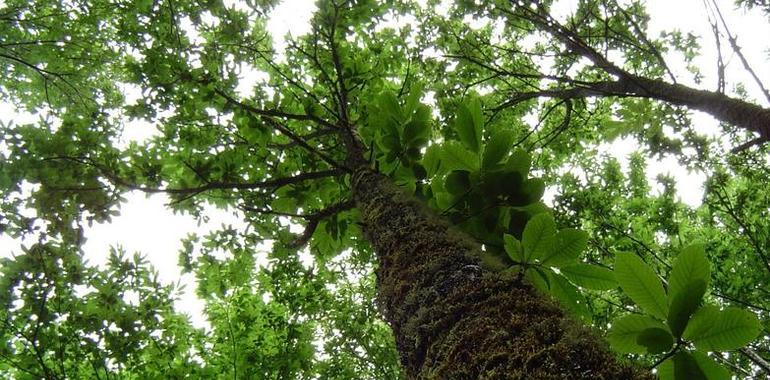 UniOvi confirma que el castaño de Asturias es autóctono