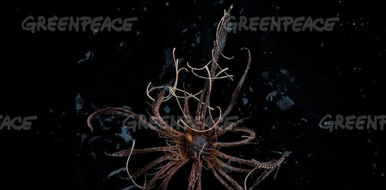 Imágenes inéditas del océano Antártico