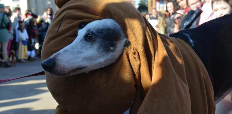 Avilés celebra el domingo el II Concurso de Mascotas Antroxaes