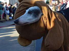 Avilés celebra el domingo el II Concurso de Mascotas Antroxaes