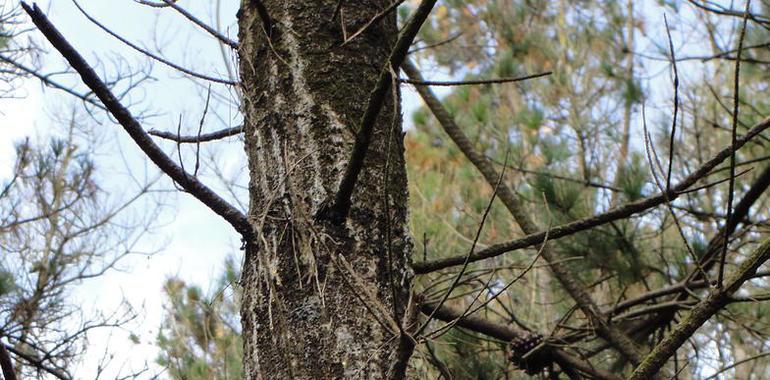 Virus como aliados para luchar contra el hongo que causa chancro resinoso en el pino