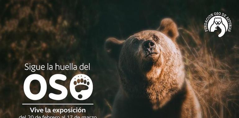 El oso cantábrico se enseñorea de INTU Asturias