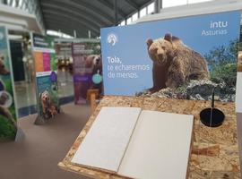 1.300 escolares tras las güellas del oso de Asturias en Intu