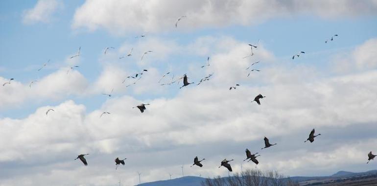 Las grullas vuelven a la Laguna de Gallocanta en su ruta migratoria