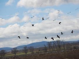 Las grullas vuelven a la Laguna de Gallocanta en su ruta migratoria