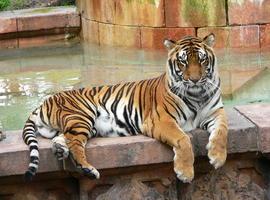 La policía incauta 7 tigres de Bengala y dos jaguares en una casa de Pepe El tigre, en Cancún