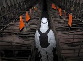 Un informe de Greenpeace pide reducir al 50% el consumo de carne y lácteos