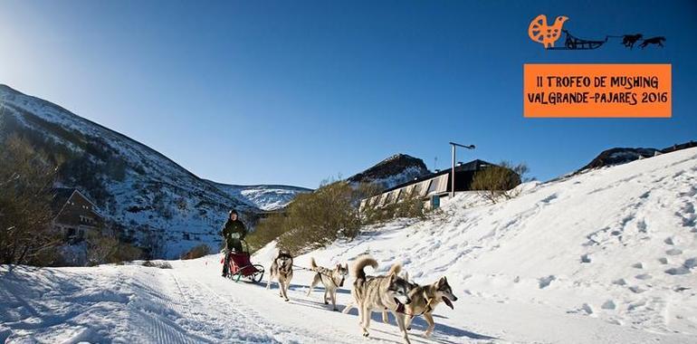 Mushing en nieve en Valgrande-Pajares