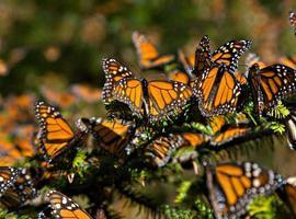 El calentamiento global ataca a la mariposa Monarca en México
