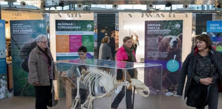 Más de 22.000 personas han visitado ya la exposición Sigue la huella del oso en intu Asturias