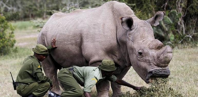 Muere el último rinoceronte blanco macho del mundo