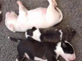 Una mutación mata a los bull terriers afectados por una enfermedad de la piel