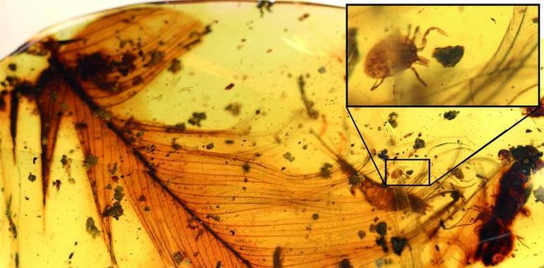 105 millones de años de la escuela de ligue insectil