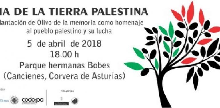Un olivo por Palestina en Corvera