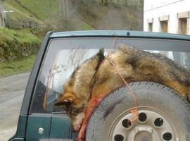 Ecologistas y científicos rechazan el exterminio de lobos en Picos de Europa