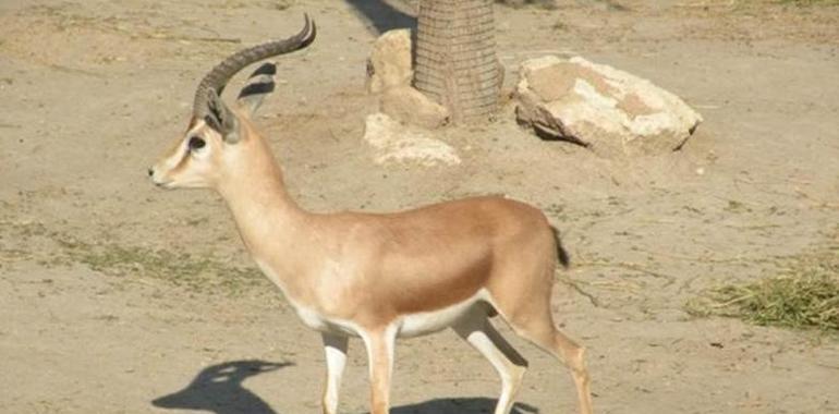 Las guerras amenazan la fauna de los desiertos del Sáhara y el Sahel