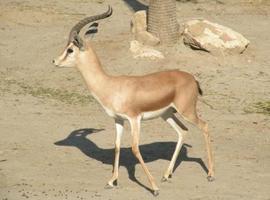Las guerras amenazan la fauna de los desiertos del Sáhara y el Sahel