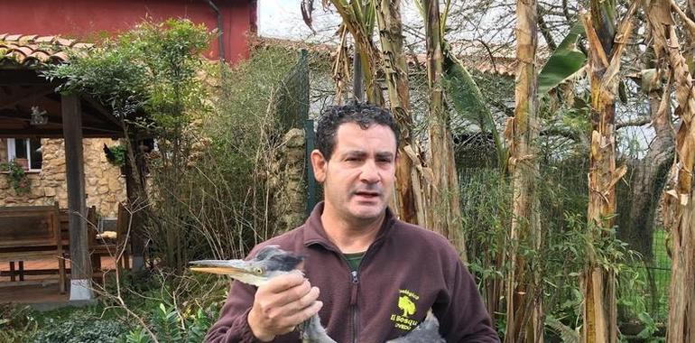 Una garza Real malherida por escopeteros lucha por la vida en zoológico de Oviedo