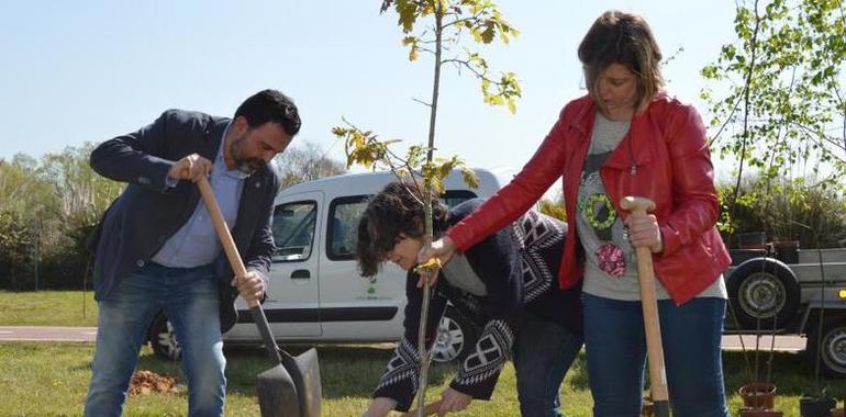 Plantaciones y juegos para la Semana del Árbol en Oviedo