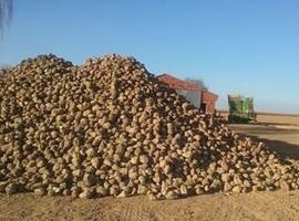 Azucarera participa en la Feria agrícola de Tineo con Betalia