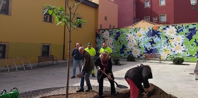 Las calles de Avilés recuperan 25 árboles en lo que va de año