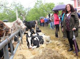 PODEMOS reivindica el etiquetado en origen de la leche de Asturies